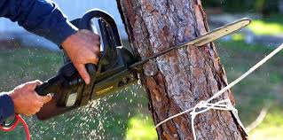 Best Tree and Shrub Care  in Leon Valley, TX